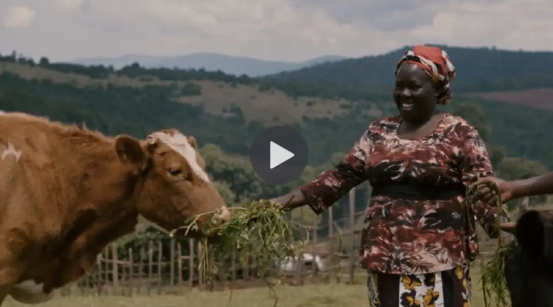 Video of AbelsonTaylor work with Heifer International