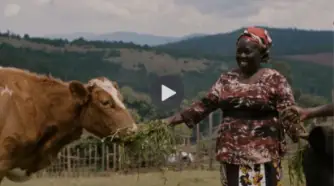 Video of AbelsonTaylor work with Heifer International